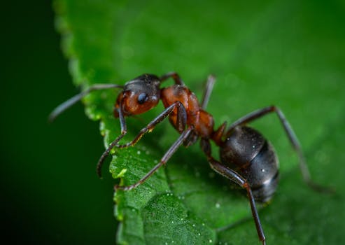 pexels-photo-1104974-1104974-1 Detailed macro photograph showing an ant on a vibrant green leaf.