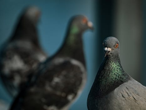 pexels-photo-13535466-13535466 Three pigeons in focus using selective focus technique in natural light.