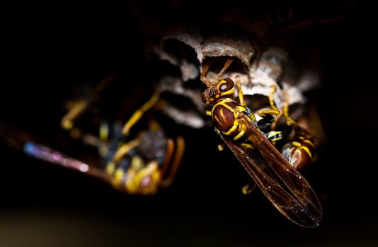 wasp-insect-animal-nature-65598-65598 Detailed macro shot of wasps tending to their paper nest, showcasing their intricate natural behavior.