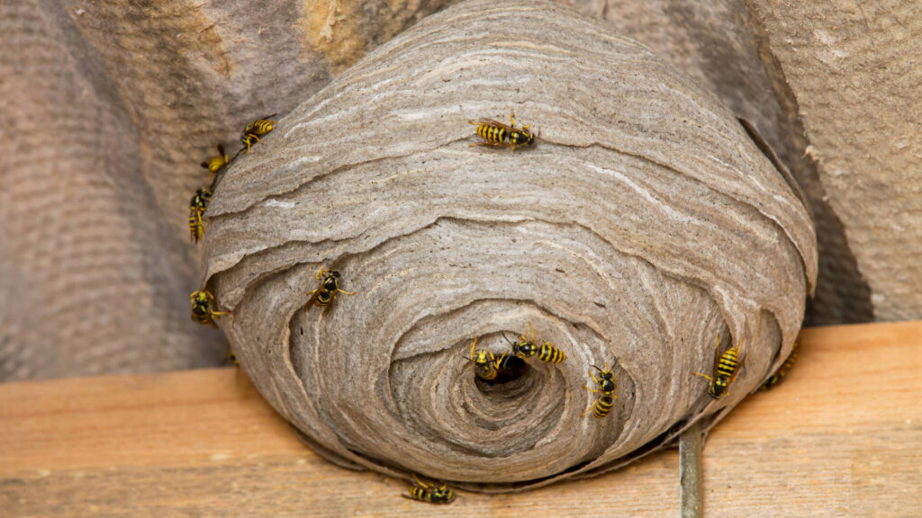Wasp-Nest-Professional-Removal-in-Glasgow