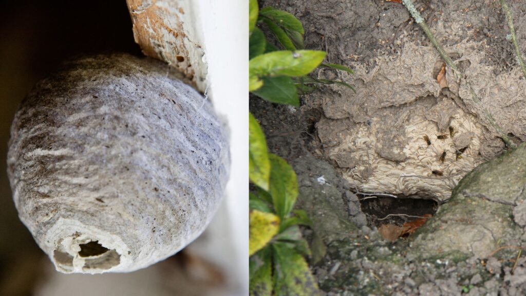 Wasp Nest Examples In Glasgow Homes. On the left a wasp nest in the loft of a building, on the right a wasp nest in a tree hollow.
