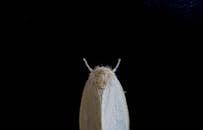 pexels-photo-2482075-2482075 Detailed macro shot of a moth with a black background, showcasing its intricate features.