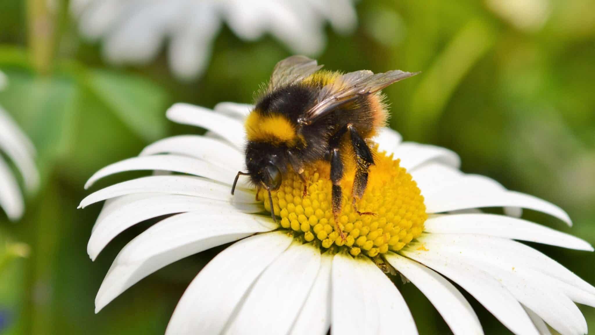 Bees vs Wasps: What’s the Difference and When to Call a Beekeeper ...