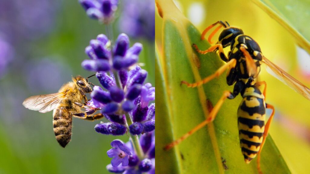 Know your bees from your wasps in Glasgow