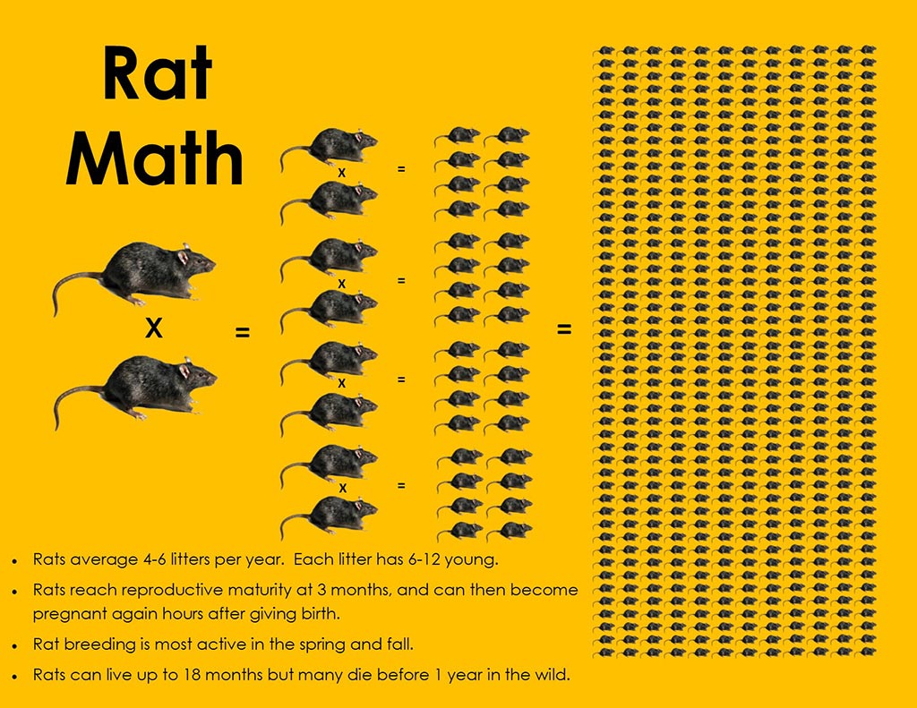 Rat Production Graphic The worrying fast speed of rat reproduction.