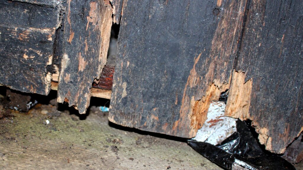 Rodent Access Point in Commercial Building Rodent entry hole found behind skirting board in Glasgow commercial property