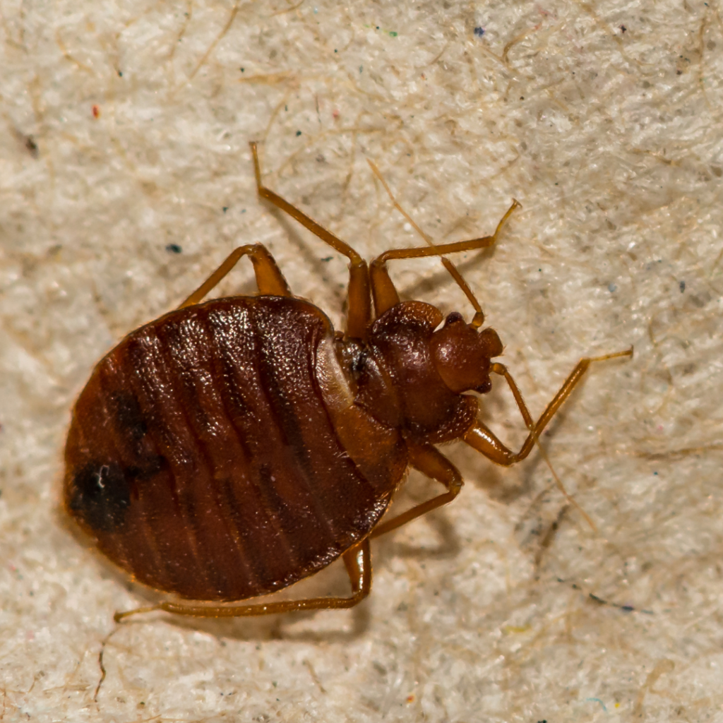 Strathclyde Pest Control Website Images-48