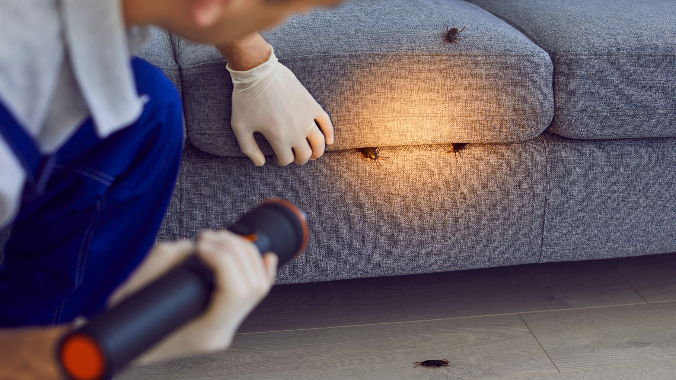 Pest control technician inspecting Glasgow home for signs of insect pest activity