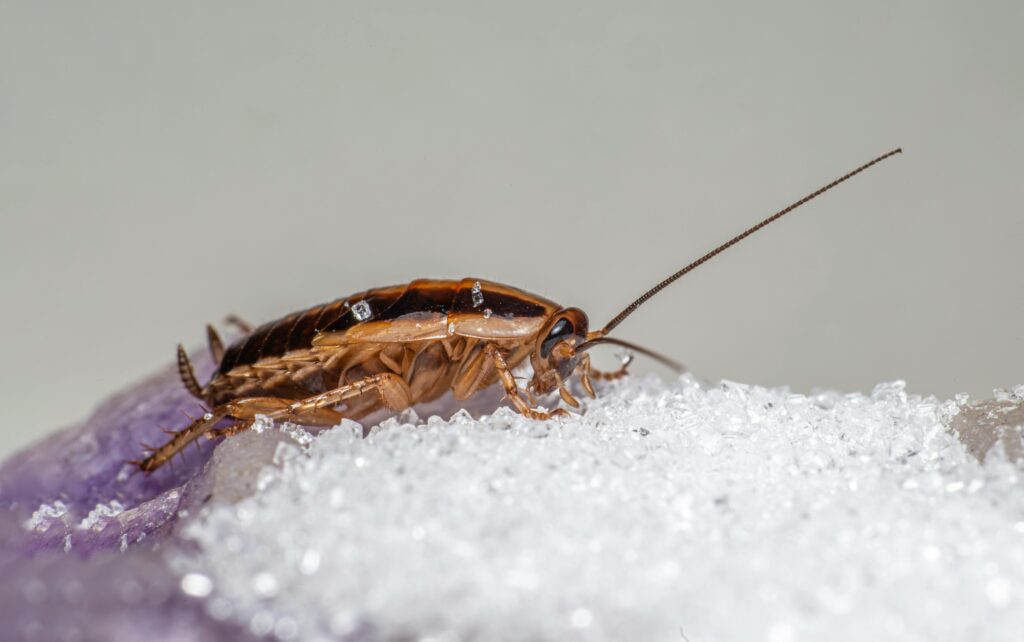 pexels-photo-27033323-27033323 Macro shot of a German cockroach feeding on sugar crystals.