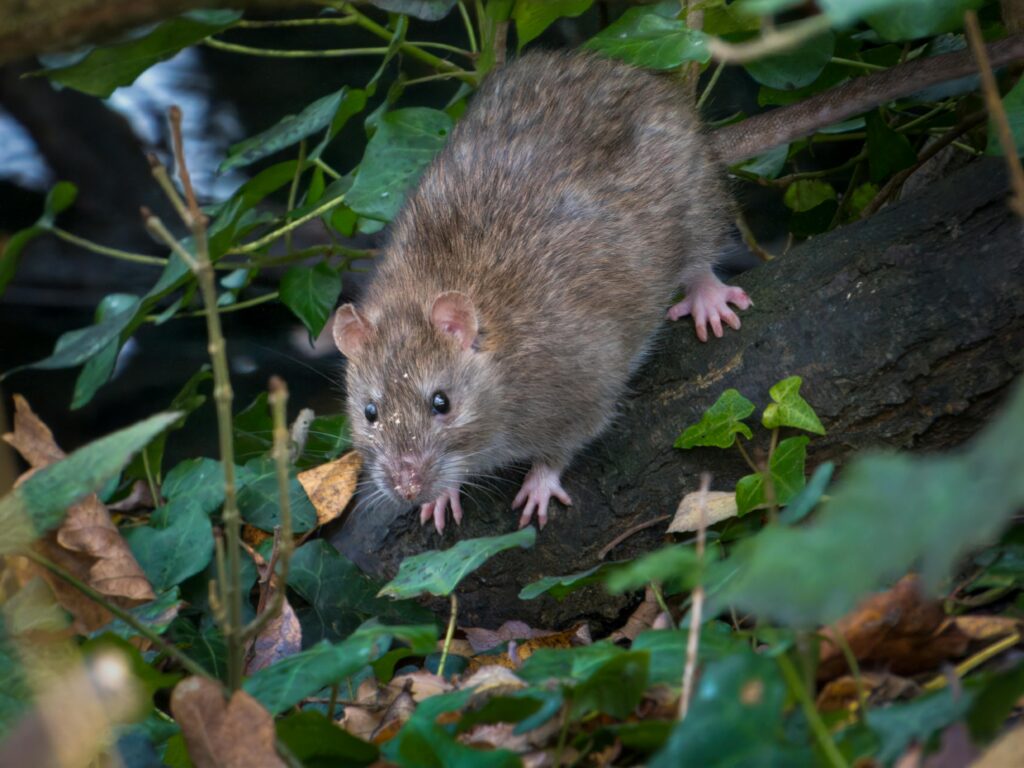 pexels-photo-29668630-29668630 Close-up of a brown rat in a forest setting, surrounded by foliage and leaves.