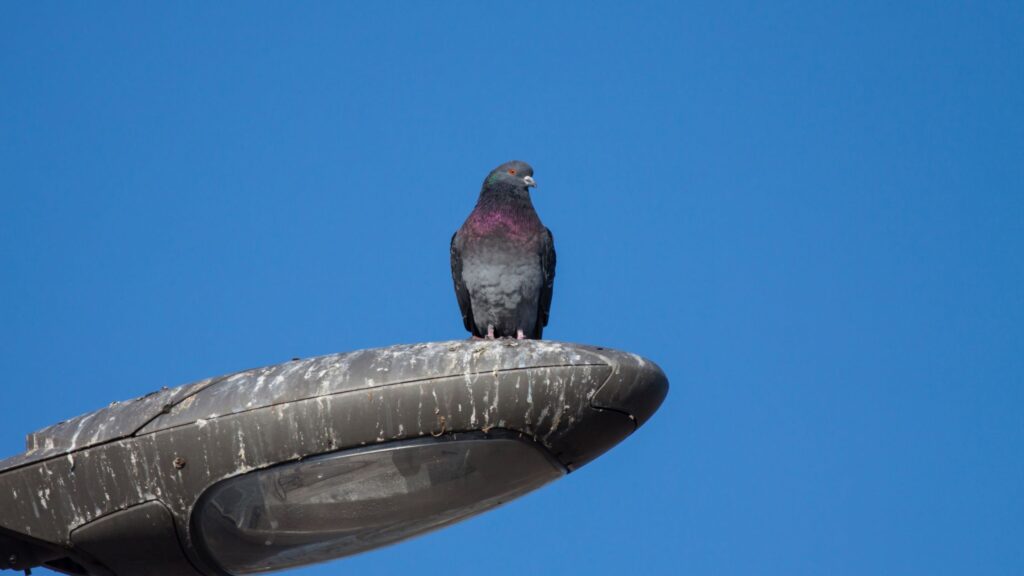 pigeon pests in glasgow