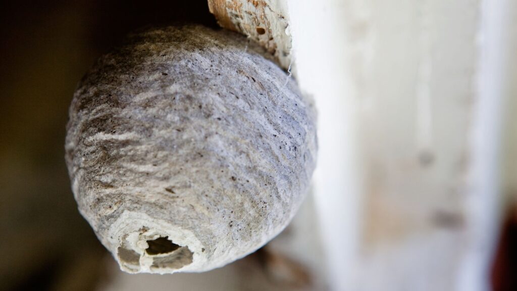 Active wasp nest in a Glasgow loft during summer