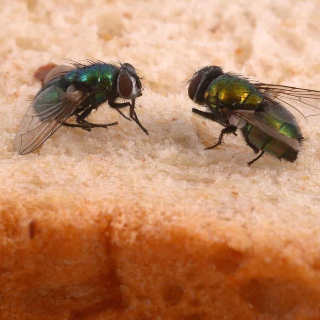 flying-insects-on-food-in-a-glasgow-home Flying Insects Control is needed here when flies often settle on food