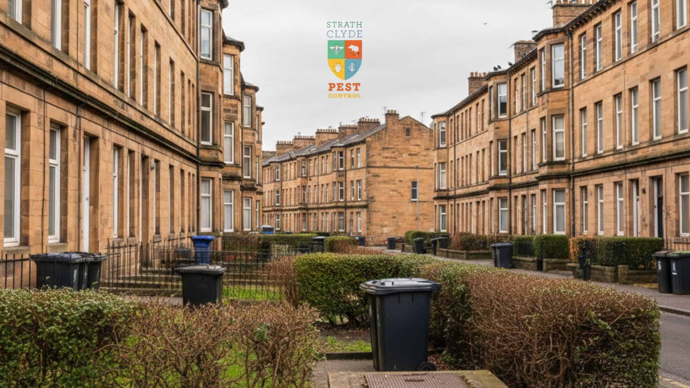 Pest control FAQs Glasgow – common questions about rats, mice and wasps