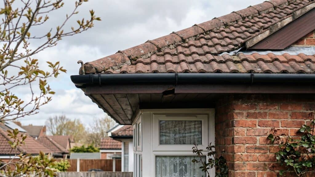 small nest Wasps Early Spring UK under house eaves in spring east kilbride uk