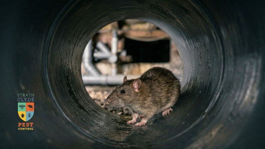 rat inside sewer pipe drainage system scotland