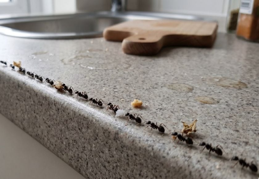 Ant Control East Kilbride Ant trail along a kitchen skirting board — ant control service in East Kilbride
