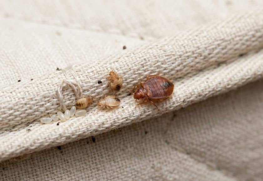 Bed Bug Removal East Kilbride Bed bugs on a mattress seam — bed bug removal and treatment in East Kilbride