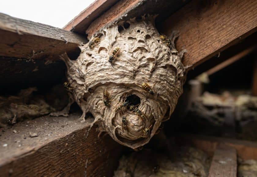 Wasp Nest Removal East Kilbride Wasp nest found during a pest control inspection in East Kilbride