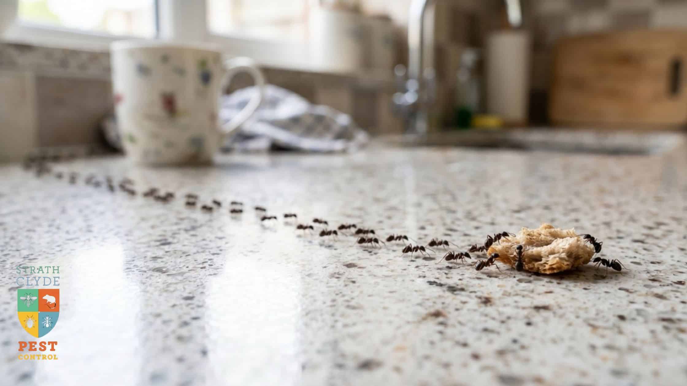 ant infestation kitchen — trail of black garden ants on a Glasgow kitchen worktop