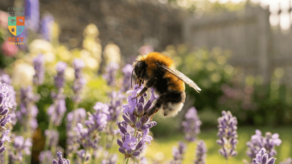tree-bumblebee-lavender-east-kilbride-glasgow Are bumblebees dangerous — tree bumblebee on lavender in an East Kilbride garden