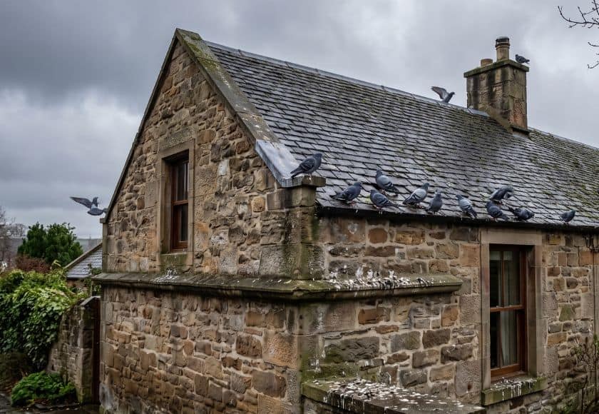 Pigeons roosting on a stone property in Eaglesham — bird control by Strathclyde Pest Control