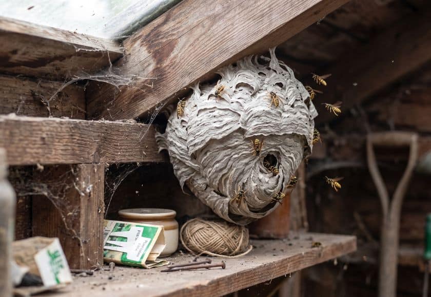 Wasp nest found in an Eaglesham garden shed — insect control by Strathclyde Pest Control