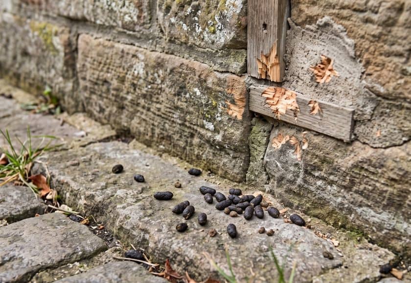 Signs of rat activity in an Eaglesham property — rat removal by Strathclyde Pest Control
